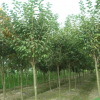 直销高杆贞苗 大叶女贞小苗 四季常绿行道树 绿化苗木 规格齐全