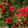 苗圃批发绿化苗木地被植物红王子锦带五色海棠海仙花支规格齐全