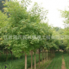 园林道路绿化工程苗 三角枫小苗 规格全 三角枫树苗 基地直销