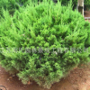 工程绿化苗龙柏苗 龙柏球基地直销 四季常青 园林道路绿化龙柏球