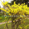 批发绿化园林工程树 连翘 丛生黄连翘小树 产地直供 规格全