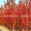 基地彩色树种美国红枫 规格全 日本红枫 庭院观赏中国红枫树