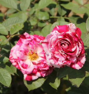 节日礼花月季花苗 节日礼花月季苗 藤本植物 庭院盆栽四季开花