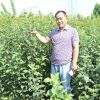 凤岐苗木出售红肉苹果树苗，红富士苹果苗矮化苹果树苗苹果苗价格