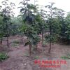 基地直销适应北方种植黄冠梨树 全红梨种植技术 山东黄金梨树价格