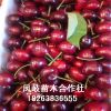 基地批发嫁接樱桃苗 盆栽地栽车厘子大樱桃树苗 布鲁克斯樱桃种植