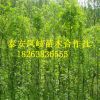 基地占地树 皂角树3-5公分优质皂角树 信誉好 量大从优