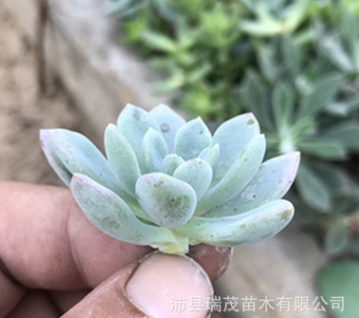 红卷叶砍头苗无根苗 4厘米左右 多肉植物批发 多肉种苗 基地直售图3