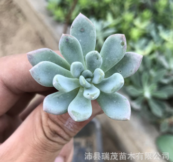 红卷叶砍头苗无根苗 4厘米左右 多肉植物批发 多肉种苗 基地直售图2