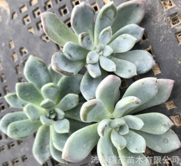 红卷叶砍头苗无根苗 4厘米左右 多肉植物批发 多肉种苗 基地直售图1