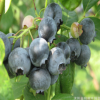 优质庭院盆栽果树苗木 蓝莓树苗 兔眼蓝莓苗 品种全 南北方种植