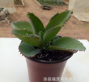 大叶宽叶不死鸟 10-50厘米大颗多肉植物批发 落地生根落叶生根图1