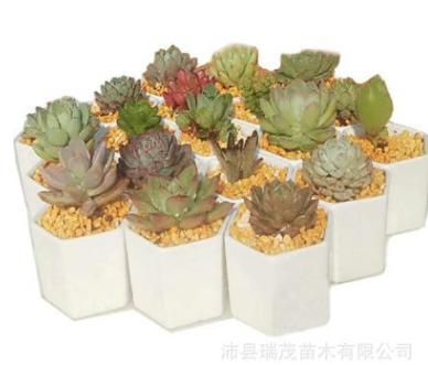 多肉植物混批 50个品种不重复随机发货 普货贵货组合多头群生肉肉图3
