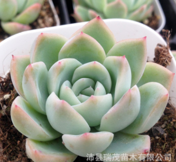 多肉植物批发 莎莎女王 5-8厘米 盆栽绿植花卉 基地大棚直销图3