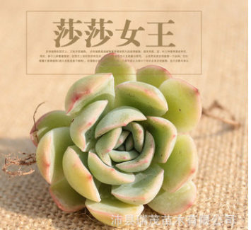 多肉植物批发 莎莎女王 5-8厘米 盆栽绿植花卉 基地大棚直销图2