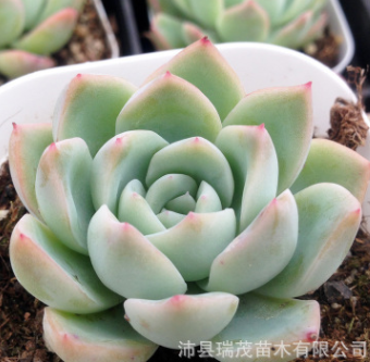 多肉植物批发 莎莎女王 5-8厘米 盆栽绿植花卉 基地大棚直销图1