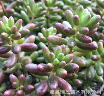 虹之玉砍头苗无根苗3-4厘米 多肉种苗 多肉植物批发 基地现砍直售图3