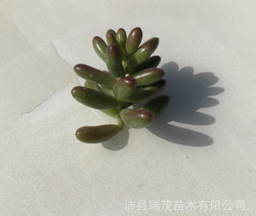 虹之玉砍头苗无根苗3-4厘米 多肉种苗 多肉植物批发 基地现砍直售图1