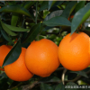 庭院种植嫁接果树 橙子树 香橙血橙 品种全 当年结果