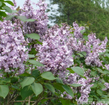 工程绿化丁香苗 丁香花小苗规格全紫丁香花小苗 基地工程绿化秒