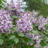 工程绿化丁香苗 丁香花小苗规格全紫丁香花小苗 基地工程绿化秒