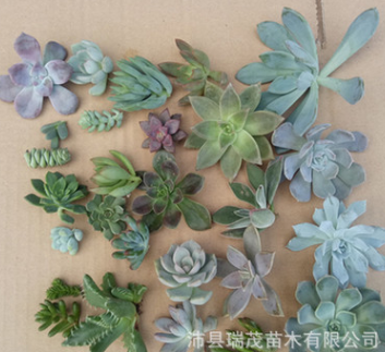 瑞茂苗木 多肉植物砍头苗批发 普货贵货 全场1毛钱起 多肉植物批图2