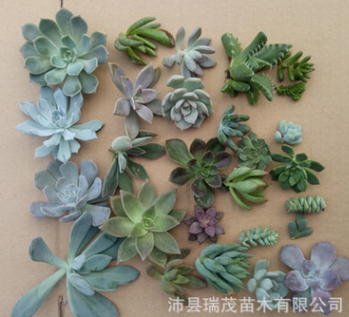 瑞茂苗木 多肉植物砍头苗批发 普货贵货 全场1毛钱起 多肉植物批图3