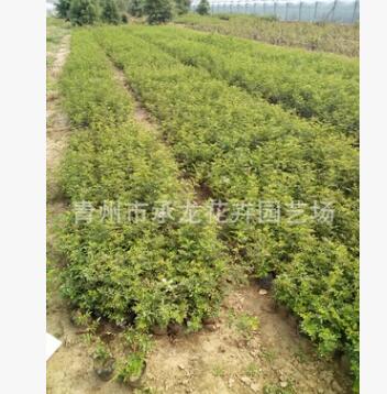 青州花卉基地种植月季 地被月季20万 花色艳 棵型好 分枝多