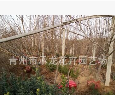 青州花卉园艺场最新上市苗木 红叶碧桃 树形好 数量大