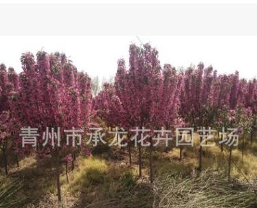 青州花卉园艺场低价热卖苗木 北美海棠 树形好 数量大
