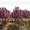 青州花卉园艺场低价热卖苗木 北美海棠 树形好 数量大