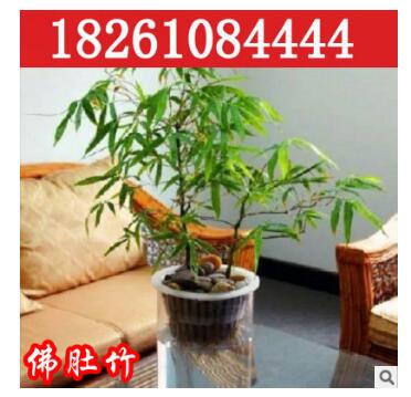 批发销售观赏竹子 佛肚竹 状如佛肚形状奇特精品盆景室内植物盆栽图1