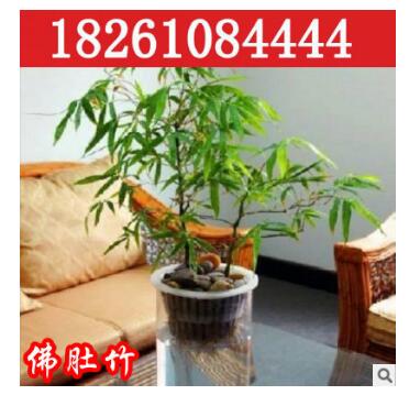 批发销售观赏竹子 佛肚竹 状如佛肚形状奇特精品盆景室内植物盆栽