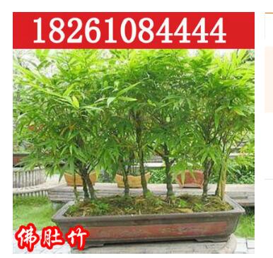 批发销售观赏竹子 佛肚竹 状如佛肚形状奇特精品盆景室内植物盆栽图2