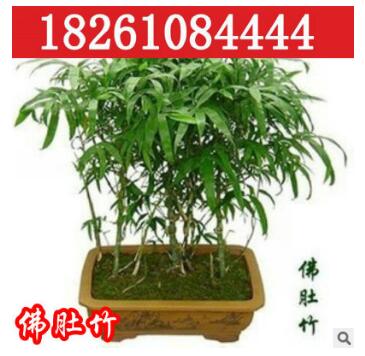 批发销售观赏竹子 佛肚竹 状如佛肚形状奇特精品盆景室内植物盆栽图3