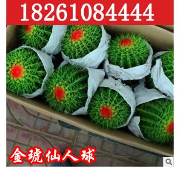 大量批发 仙人多肉植物 金虎仙人球金冠金琥防辐射桌面盆栽不含盆图1