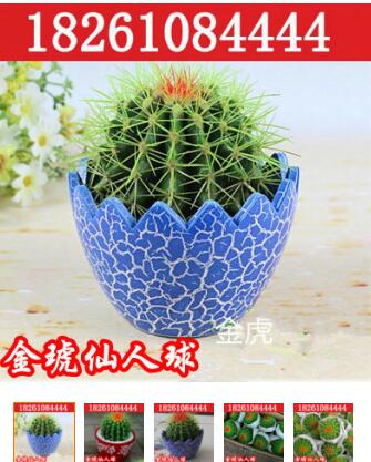 大量批发 仙人多肉植物 金虎仙人球金冠金琥防辐射桌面盆栽不含盆图2