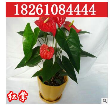 室内盆栽花卉红掌带花 白掌 粉掌 水培植物 盆栽植物带花 不含盆图2