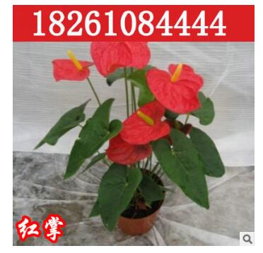 室内盆栽花卉红掌带花 白掌 粉掌 水培植物 盆栽植物带花 不含盆图3