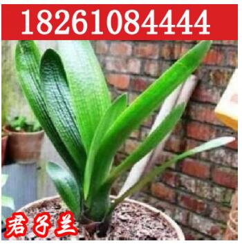基地直销优内盆栽君子兰苗盆景植物花卉化空气办公室桌面批发图3