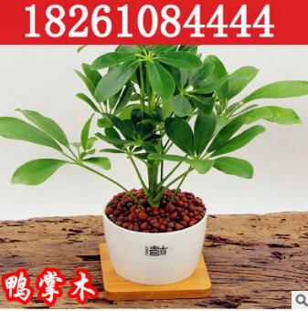 防辐射室内摆放盆栽净化植物空气吸收甲醇八方招财树鸭脚木鸭掌木图2