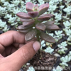 姬胧月小老桩 单头带杆实物拍照 裸根发货 多肉植物批发大棚基地