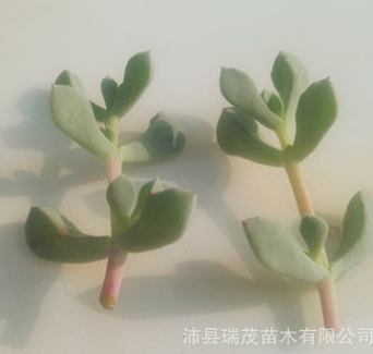 园林绿化平台 园林绿化网 苗木网 苗圃网 苗木报价网 园林招标网 园林苗木网 园林工程网 景观设计网 园林机械网 绿化苗木网 园林绿化平台 园林绿化网 苗木网 苗圃网 苗木报价网 园林招标网 园林苗木网 园林工程网 景观设计网 园林机械网 绿化苗木网