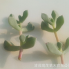 白风菊砍头苗 4-7厘米多肉植物批发 多肉种苗 大棚基地批