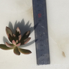 铭月砍头苗 无根苗 4-6厘米 多肉种苗 多肉植物批发 基地现砍直售
