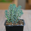 多肉植物批【塔松】单株单头 高6-8cm 照片一盆多棵 微景观植物
