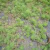 狐尾藻 水生植物基地 湿地景观工程 河道绿化净化水质处理