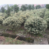 工程绿化花叶女贞球型 色块毛球规格齐全 萧山基地直销一站式采购