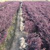 工程绿化红花继木 色块毛球袋杯 萧山基地直销一站式采购
