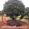 防护丛生风景园林植物 湿地工程绿化行道树 杨梅树乔木厂家批发